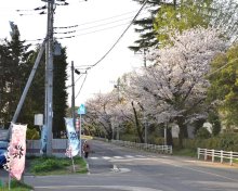 旧城下町に往時の活気を　産官学連携で観光振興　“桜”ロード（佐倉）【ふさの国探宝】