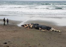 南房総の海岸に体長１０メートルのクジラ打ち上がる　岩井海岸