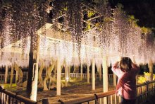 甘い香り、優美な姿…　銚子でフジの花見頃　夜間ライトアップも　樹齢７５０年超、京都御所から移殖