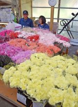 「母の日」前にカーネーション出荷本格化　台風・コロナ越え需要回復　南房総市
