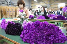 青いカーネーション　母の日前に出荷ピーク　５０万本、芝山から全国へ
