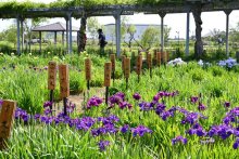 初夏告げるハナショウブ　あやめ祭り開幕　香取・水郷佐原あやめパーク　６月は「嫁入り舟」も