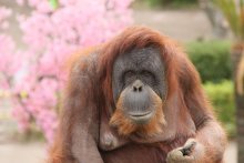 スマトラオランウータン「スーミー」死ぬ　３頭のママ、推定３５歳　市川市動植物園