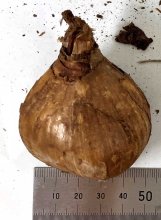 ＜スイセン球根誤食で食中毒＞　小さいタマネギとうり二つ、間違えてポトフに　場合により死に至ることも…　県担当者に注意点聞く【急上昇ニュースのウラ】