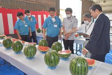 旬の大玉スイカ並ぶ　八街、４年ぶり品評会　「グリーンすいか祭り」も開催