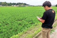 水稲生育、アプリで予測　千葉県の独自システム「でるた」開発　肥料追加や害虫駆除目安もお知らせ