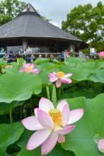 古代の神秘、大賀ハス　千葉公園で見頃　２５日までイベントも