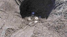 アカウミガメ、鴨川の海岸に産卵　シーワールドが今年初確認