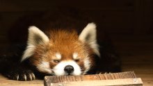 美しい立ち姿で魅了　入園者数、知名度アップも　【千葉市動物公園の”立”役者　レッサーパンダ風太２０歳】（上）