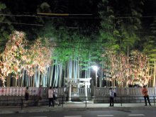 子どもたちの願いに光を　「八幡の藪知らず」ライトアップ始まる　七夕ちなみ１５日まで　市川