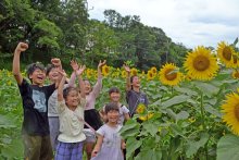 笑顔輝くヒマワリ満開　船橋・金杉小児童ら２万本栽培　９日までフェス、開花期間は一般公開