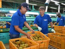 船橋、梨の出荷始まる　日照十分「例年になく甘い」