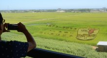 「チーバくん」くっきり　田んぼアート見頃に　県誕生１５０周年記念　山武で鑑賞祭 