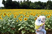 晩夏彩る８万本　畑一面のヒマワリ見頃　多古町、９月上旬ごろまで