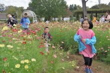 秋を探しにコスモス迷路　船橋・アンデルセン公園　１０万株が見頃