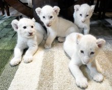 【動画あり】ホワイトライオンの赤ちゃん４頭誕生　じゃれ合ったりミルクを飲んだり…きょうだいすくすく　成田