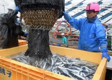 【動画あり】銚子漁港に待望のサンマ　今年初水揚げ、昨年はゼロ　燃料代高騰にため息も
