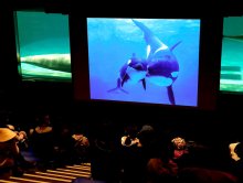 海の動物子育て紹介　鴨川シーワールド、１９日に特別レクチャー　「家族月間」特別割引も