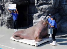 セイウチ「リク」何キロ？　鴨川シーワールド　動物たち体重測定