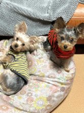 愛情伝わるふれあい　心を育む　堀田素愛　【わんこのわ】（４４）