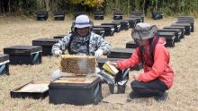 暖を求めミツバチお引っ越し　東北地方から南房総地域に続々　春に向け英気養う