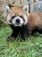 レッサーパンダ「風太」の娘「風美」死ぬ　１６歳５カ月、心不全で　鹿児島に来園し３頭出産