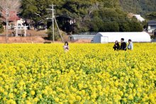 一足早く「春」感じて！　鴨川に黄色い花じゅうたん　「菜な畑ロード」オープン