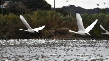 【動画あり】ハクチョウ１５００羽越冬　東庄・八丁堰　飛来のピークは１月下旬