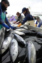 春告げる初ガツオ、勝浦に一番船　３１トン水揚げ