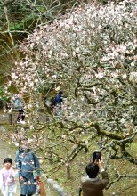 春の訪れ、梅が見頃　成田山公園　来園者、顔ほころばせ