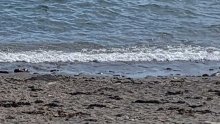 海岸に人の上半身　年齢性別不明の遺体、首から胸下までの部分　白子