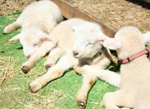 ヒツジのふたご２組誕生　成田ゆめ牧場　「幸せが２倍に感じる」