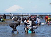 潮干狩りシーズン到来「たくさん採れた」　アサリやハマグリ、ホンビノス貝も…家族連れ歓声　富津海岸
