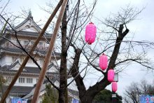 桜の名所を後世に　千葉城で知られる千葉市・亥鼻公園に植樹５０本