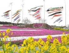 シバザクラ色鮮やかに魅了　菜の花、こいのぼりと共演　東庄ふれあいセンター