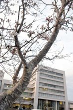 【速報】千葉県で桜開花　昨年より１０日遅く　銚子気象台、満開には１週間から１０日
