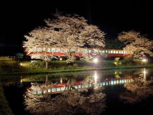 夜桜と列車　水鏡に　市原・小湊鉄道飯給駅