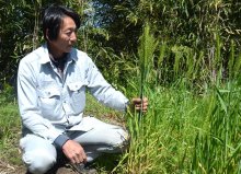 地元産小麦粉普及へ　命名「鴇嶺」学校給食にも　Ｓ・Ｋネットサービス（東金市）【ちばの元気企業】