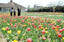 春彩る風物詩　色とりどりチューリップ続々開花　匝瑳で祭り開幕