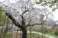 「親子しだれ桜」が見頃　花びら鈴なりに咲き誇る　四街道・福星寺　見物客でにぎわい