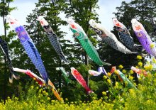 巨大こいのぼり競演　富里・末廣別邸公園　ＧＷ後半４連休スタート