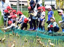 【子ども新聞　週刊ちばにち家】　元気にお米守ってね　園児らアイガモ放つ　長生の水田　（２０２４年５月１６日号）