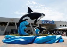 鴨川シーワールド、子育て月間　最大６００円割引　６日から