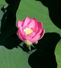 オオガハス開花　濃いピンク色、かれんに　大きな葉も美しく　千葉公園、見頃は下旬