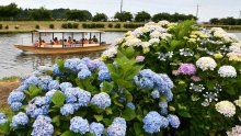 色鮮やかアジサイ見頃　多古の初夏彩るイベント盛況　栗山川沿い、ステージイベントも