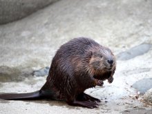 動物たち夜の生態観察を　８月新企画、午後８時まで開園　千葉市動物公園