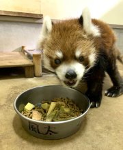 レッサーパンダ風太、５日で２１歳に　国内最高齢、人間なら８０歳超　千葉市動物公園
