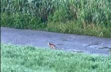 【動画あり】江戸川沿いにキツネ？　ランニング中に見かけ、動画撮影　専門家に正体を聞いた　【ちば特　千葉日報特報部】