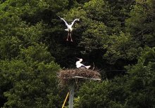 「たける」巣立つ　野外繁殖のコウノトリ　野田