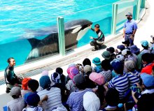 夏休みの思い出、鴨川シーワールドで作ろう　２５日から７日限定の「サマースクール」